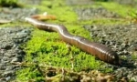 Reprodukcija ciklusa rainworm-a i razvoja
