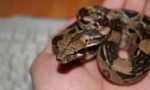 Reptili u kući