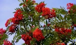 Rowan