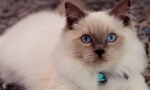 Ragdoll