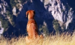 Rhodesian ridgeback (foto): požudni lovac i hrabar stražar