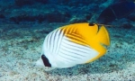 Leptir fish