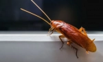 Crvenokosa žohara
