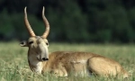 Saiga