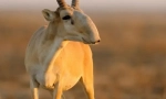 Saigak
