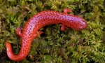 Salamander (foto): minijaturni zmaj sa bogatom istorijom