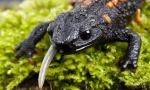 Salamandry