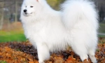 Samoyed laika (fotografija) - lojalni prijatelj i pozitivna potrošnja energije