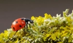 Najkorisniji insekti: top 10 sa fotografijama