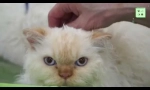 Selkirk rex - mačka