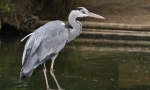 Sivi heron