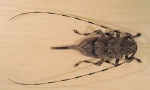 Siva duga nedjelja