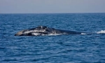 Sjeverni atlantic glatki komplet