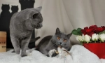 Chartrene cat (foto): omiljeni francuski ne