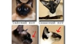Siamese cat: plavooki dijamant u kući