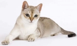 Singapur cat (singapur)
