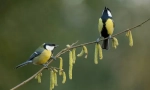 Tit