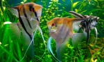 Skalarija (pterophylum sccalare)