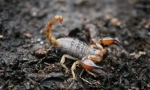 Škorpioni