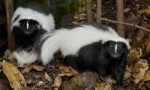 Skunk