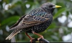 Starling