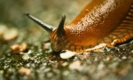 Slug: ko su ono što izgledaju i štetne?