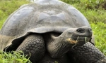 Ivory turtle