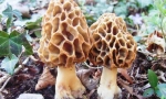 Smorchchki i škrob
