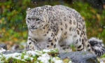 Snježni leopard