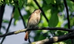 Nightingale