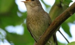 Nightingale