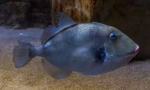 Grey spinorogogo