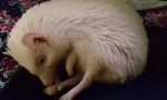 Hibernation ježevi gdje i kako ježevi