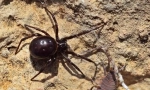 Steatoda je velika