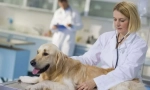 Sterilizacija psa