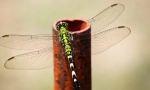Dragonfly angelina