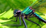 Dragonfly beauty-girl