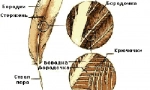 Struktura perja