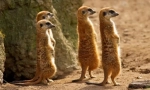 Meerkat (foto): smiješan sat, koji je uvijek uzbuđen
