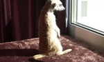 Meerkat. Početna održavanje