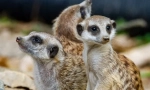 Meerkaty