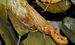 Surinarci lightscop