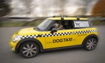 Pet taxi: karakteristike i pravila prijevoza