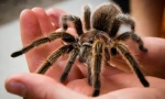 Tarantula