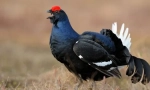 Privezati