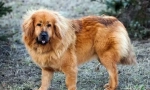 Tibetan mastiff