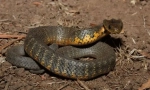Tigra zmija