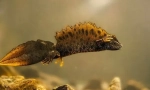 Triton karelin