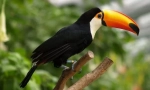 Toucan