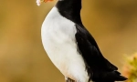 Slijepa ulica